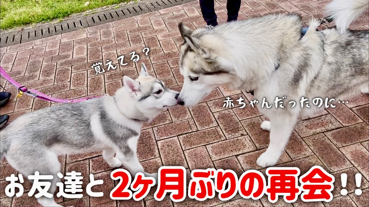 Reunited after 2 months?!] Baby husky shows off how much he's