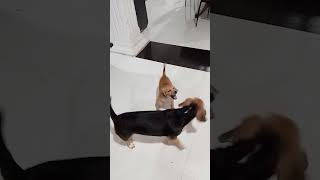 bubu and Leo love #beagle breed#❤️