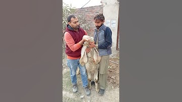 How to give medicine to Sheep and Goat  via mouth| Oral medication to goat and sheep with Syringe