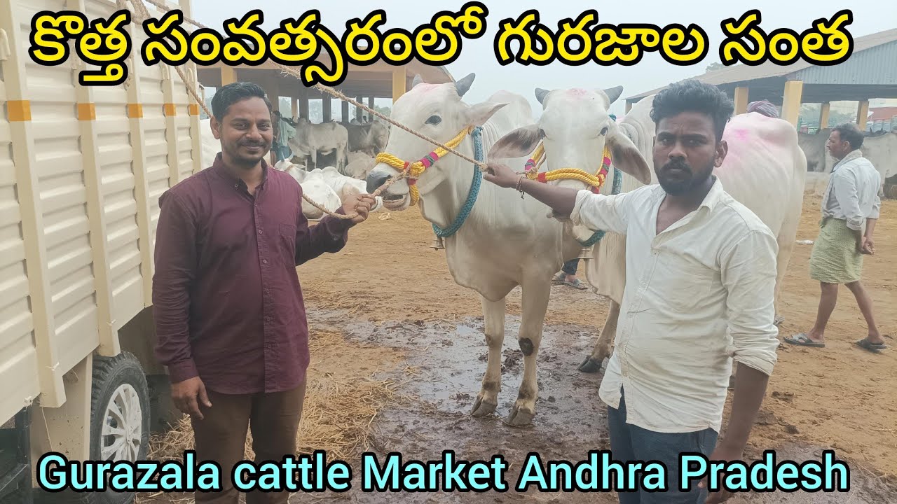 #గురజాలసంత #gurazalasanta 1/1/2026 #cattlemarket #bulls #cows #Baffaloes #calf #agriculture #farmer 
