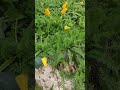 روزی آدمی  День человека