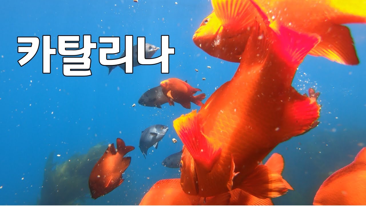 [턱스피싱] 카탈리나 섬 낚시와 물속환경