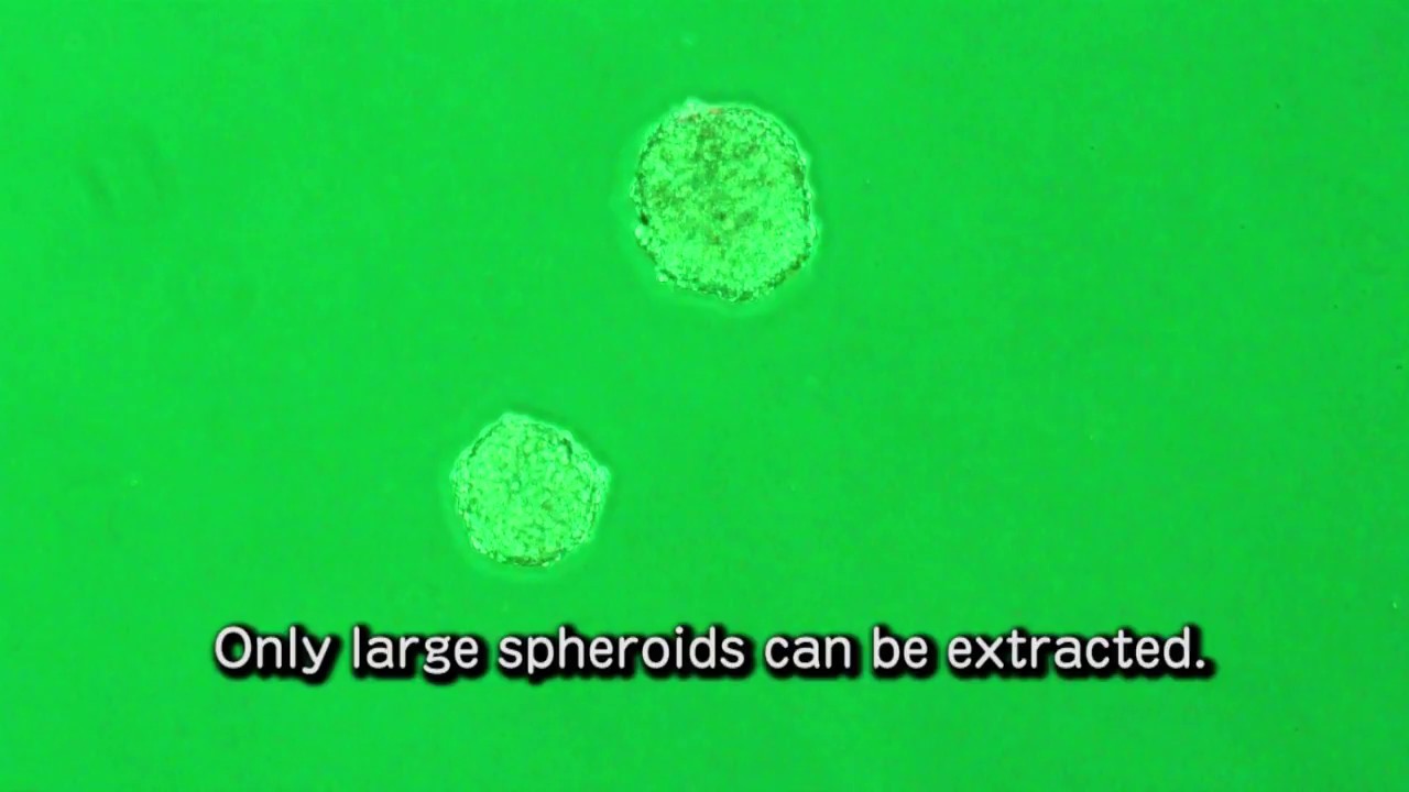 Spheroid Catch20170314