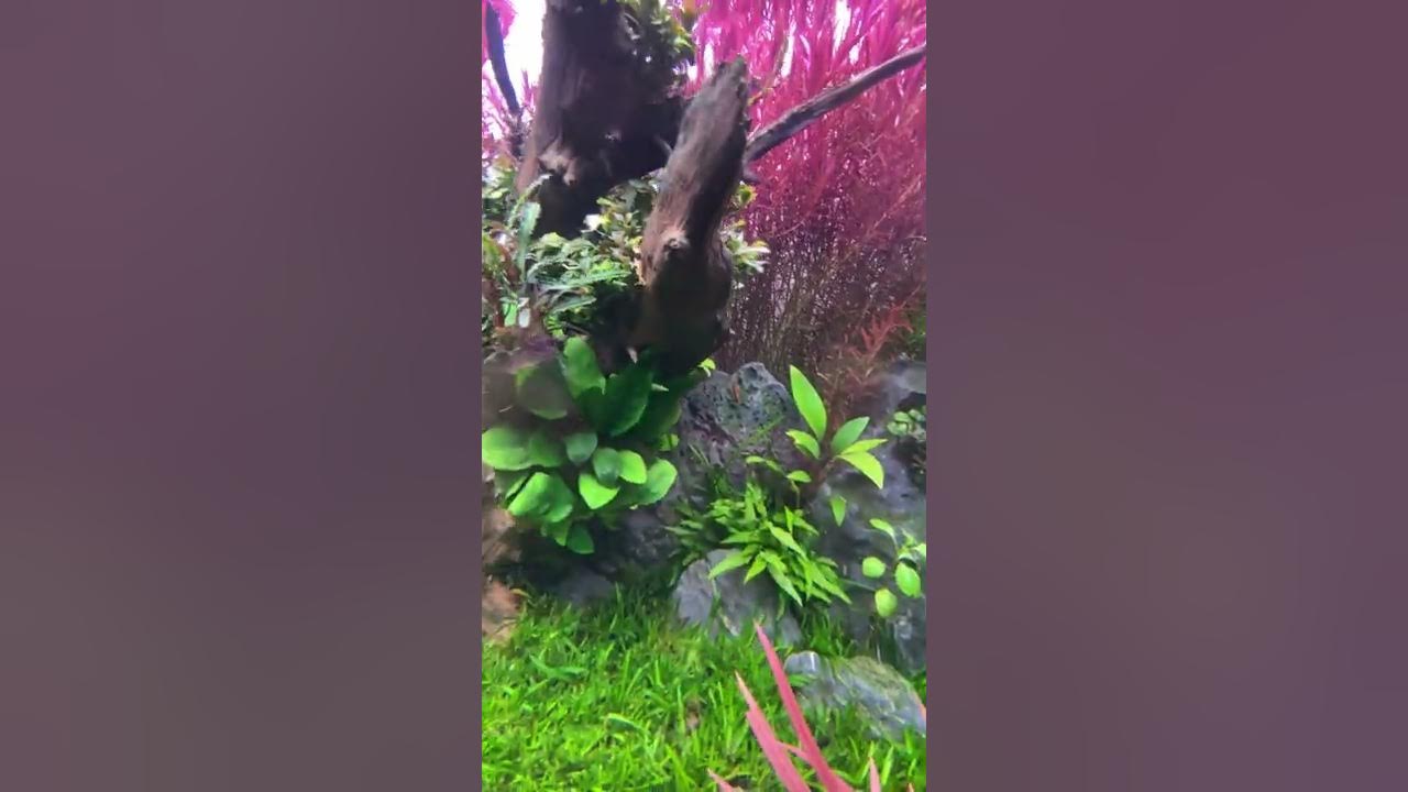 UNS 90U Aquascape with 2 Twinstar lights and 2 Oase filters YouTube