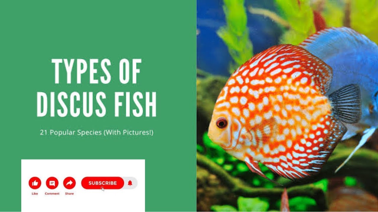 Types of Discus fish