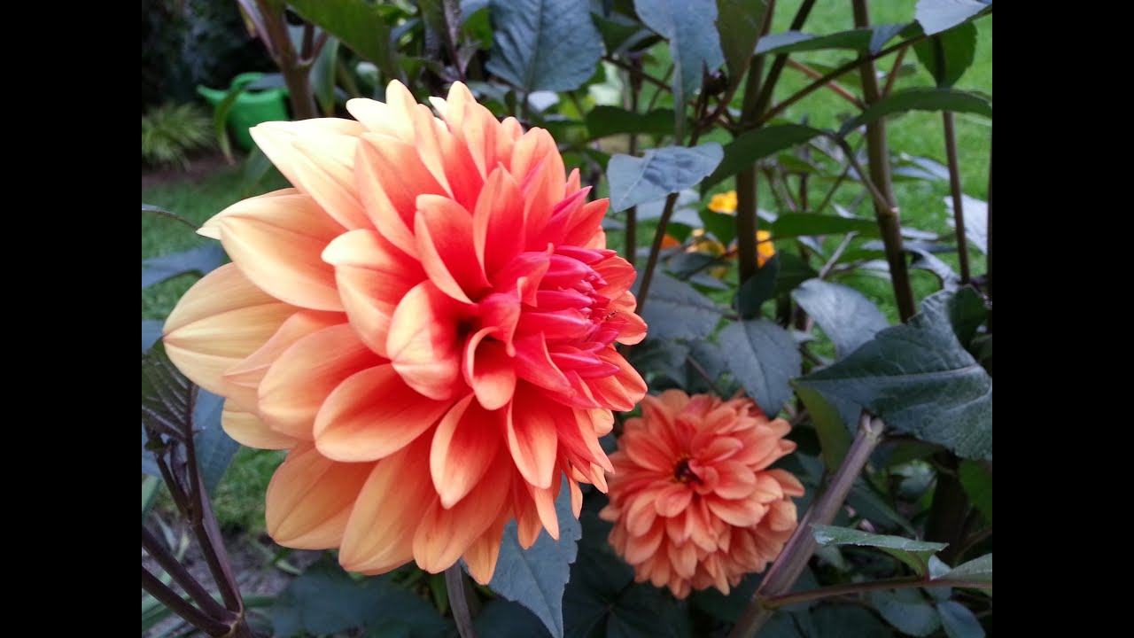 Growing Dahlias 