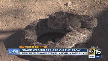 ABC Taking Action: Protecting yourself from rattle snakes