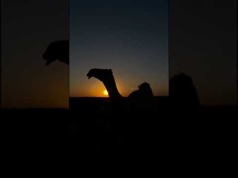 غروب الشمس غروب The Camels