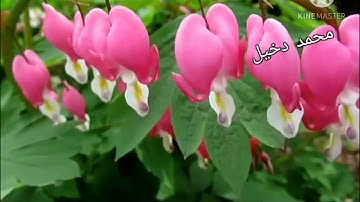 تقليد الشيخ ماهر المعيقلي في سورة مريم |ما شاء الله|