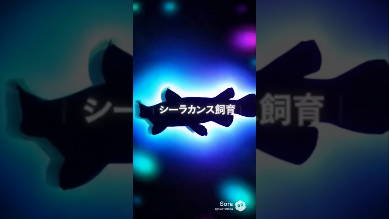Coelacanthシーラカンス SWIM STANCE CHANGE 2枚 Keeping a Coelacanth! - YouTube