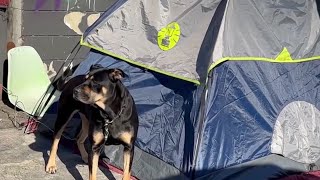 Concerns about pets living on the streets