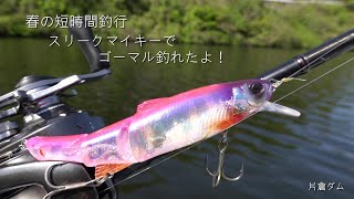 新緑の片倉ダム。スリークマイキー115でゴーマル釣れた(バス釣り