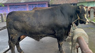 BRANGUS JUMBO KEMBALI HADIR DI PASAR HEWAN GRABAG MAGELANG