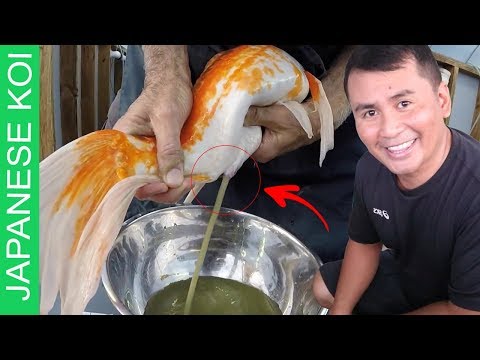 16 passos DIY – Como criar carpas koi japonesas (Tutorial completo passo a passo)
