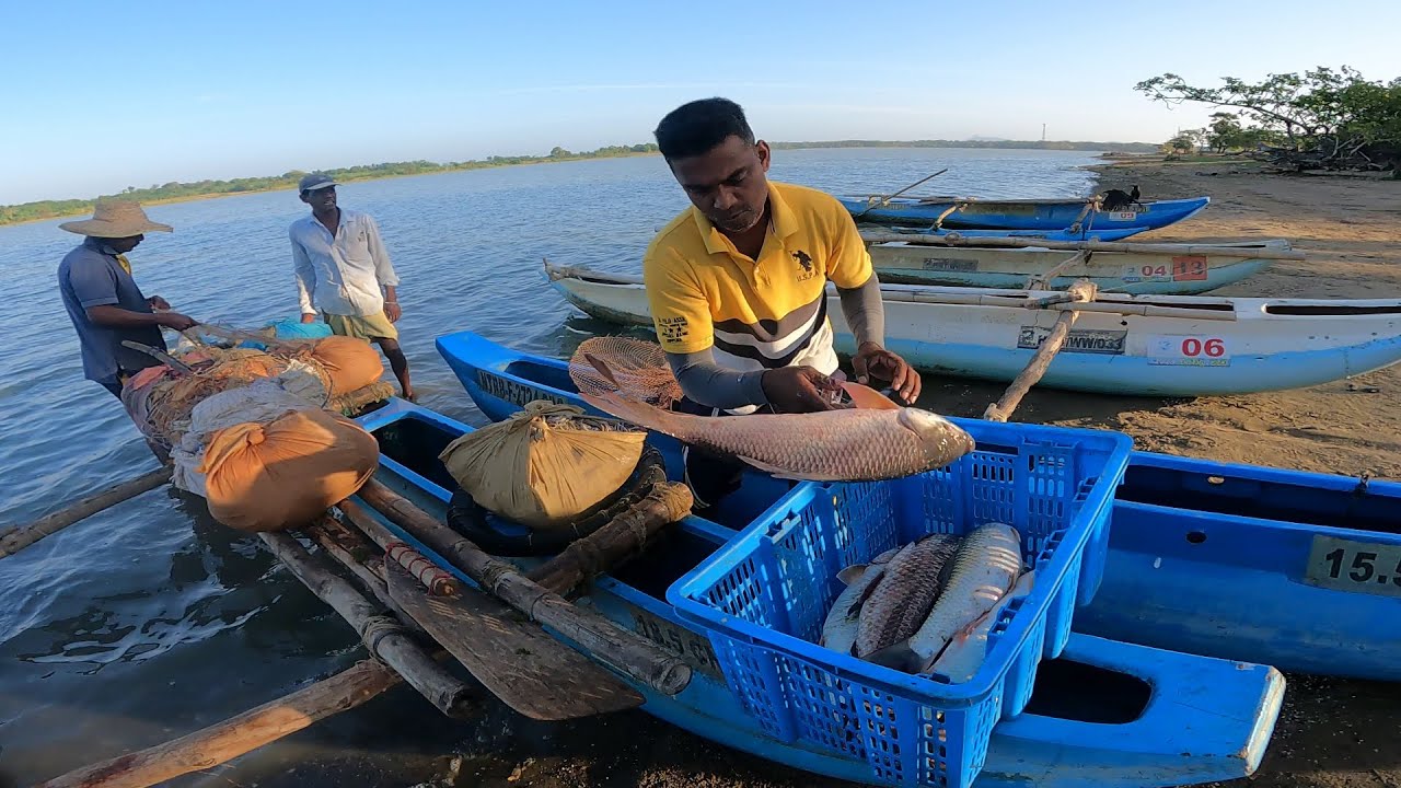 විරවිල ඔරු තොටුපළට 🇱🇰🍃@IslandFishing2 Village Fishing 