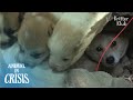 Mother Dog Fallen Into Snare Gave Birth Under Stone Grave Because.. | Animal in Crisis EP264