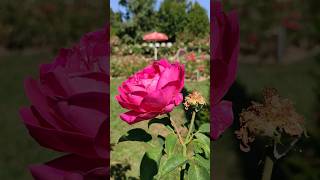 Schöner Rundgang Rosengarten Pitten Rosen Blühen Blüte der Königin der Blumen Schöner Rundgang Rosengarten Pitten Rosen Blühen Blüte der Königin der Blumen
