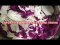 ,,Варенье из лепестков пиона,,((Peony Jam))