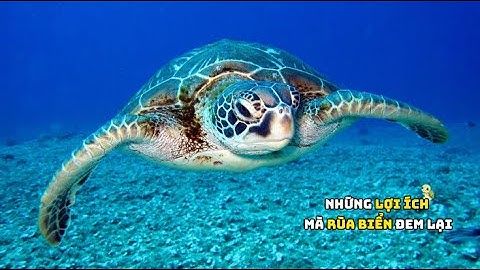 NHỮNG LỢI ÍCH CỦA RÙA BIỂN Ở NƯỚC TA #turtle #seaturtle #ttmxh #hvpnvn #tintuc