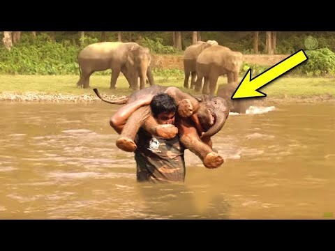 Man Saves Drowning Baby Elephant From Mud.Days Later He Received The Amazed “Thanks”