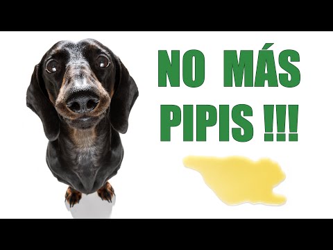 Video: Obediente perro felizmente se sienta para la limpieza de sus dientes