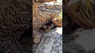 Let’s catch some critters! :) #herping #reptiles #snake #lizard #nature