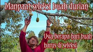 Seleksi buah durian cane & durian ochee.!!! dan apa manpaat mengurangi buah nya