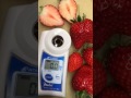 いちごの糖度測定 おざわ農園 イチゴ
