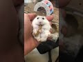 Tiktok những bé hamster đáng yêu nhất phần 2