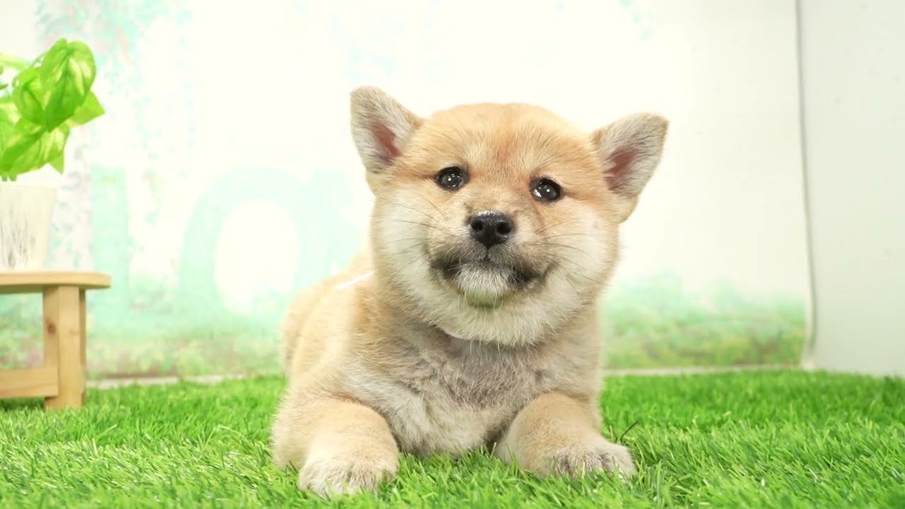 ペットショップcoo&riku No.00748073 柴犬 - YouTube