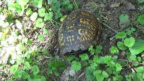 Found A Box Turtle!