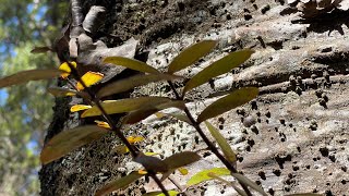 Wisdom of the Kauri