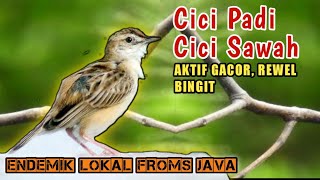 Burung Cici Padi Cici Sawah Vareasi Full Gacor