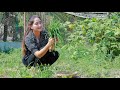 Chive leaf and some vegetable collecting at my house for eating fermented fish | Chive leaf eating