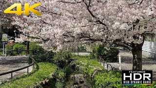 🌸 [4K Hdr] Local Sakura Spot In Tokyo | Kitazawa River Green Way 🍃