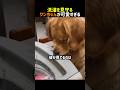 【癒やし】飼い主の洗濯を監視中