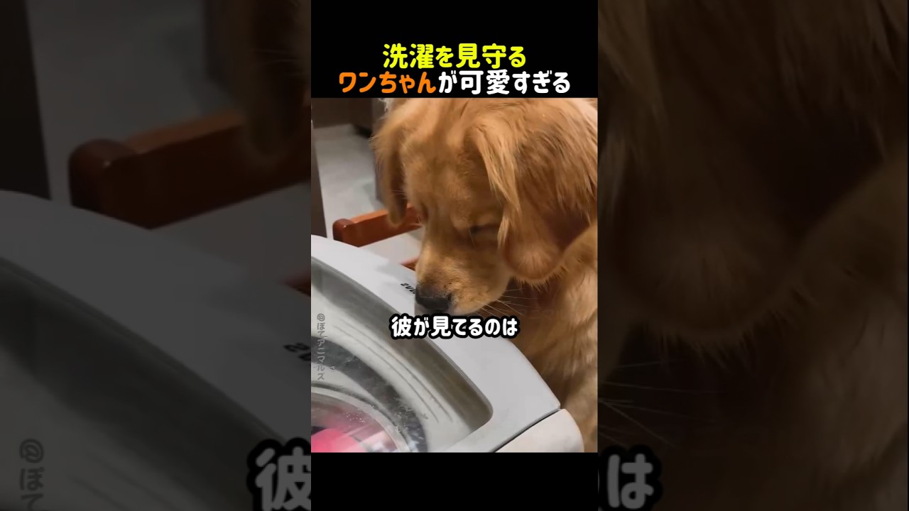 【癒やし】飼い主の洗濯を監視中