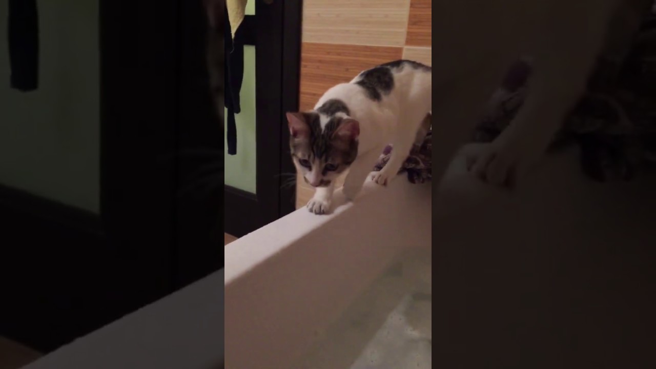 Fun and Fail - Cat in Bath Time - YouTube