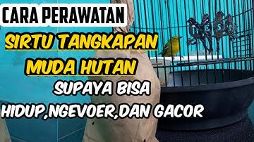 Cara merawat sirtu bakalan/tangkapan muda hutan hingga bunyi