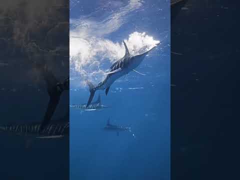 Incredible footage! Bad day to be a sardine! Credit @saultphotography