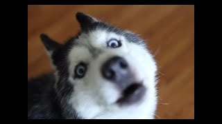 Funny Husky Reaction When His Owner Fake To Shave Him.