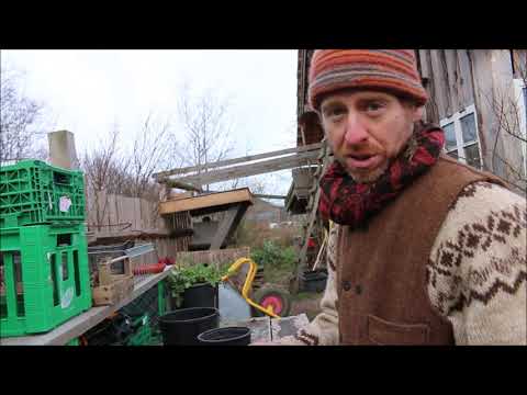 Video: Såning Af Frøplanter I Tørvetabletter