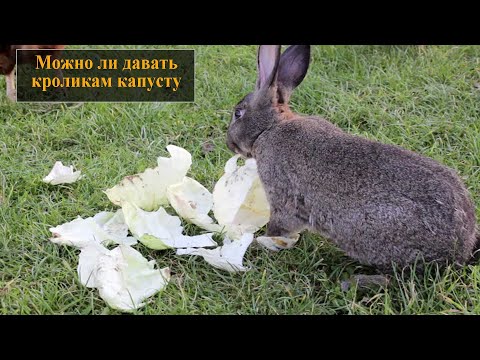 Можно ли давать капусту кроликам