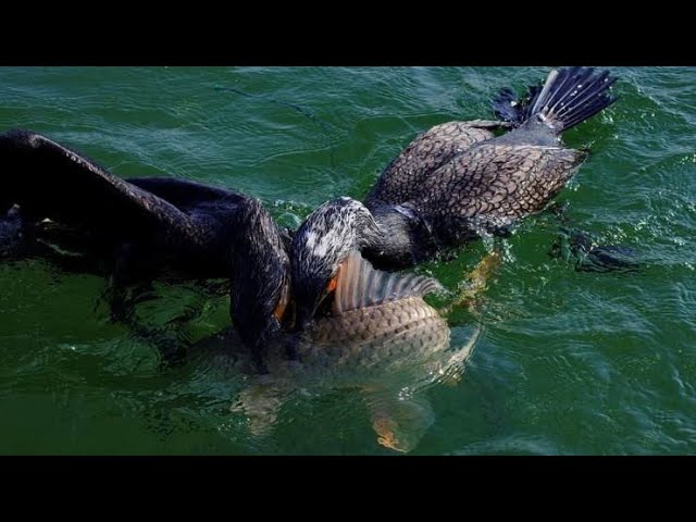 Fishing With Birds In China | Cormorant fishing class=