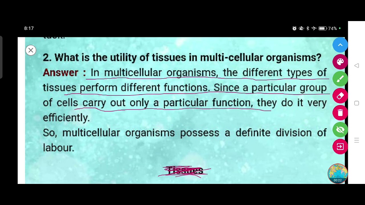 What is the utility of tissues in multi-cellular organisms?