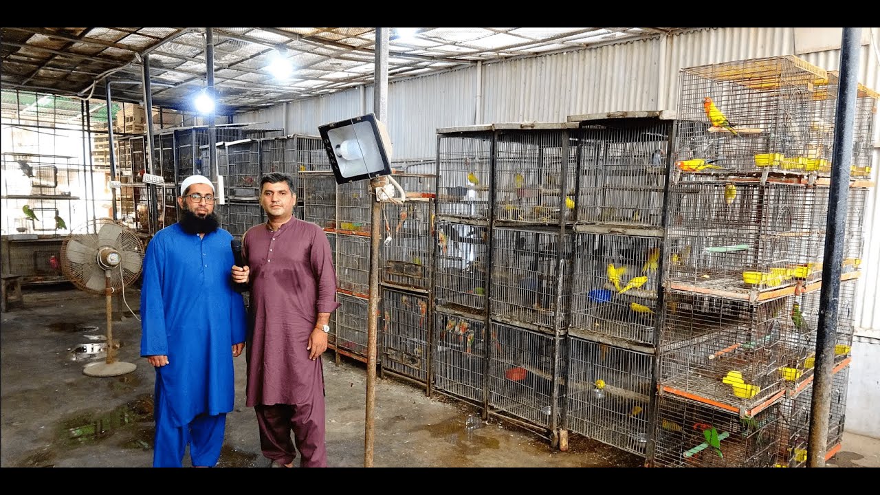 Exotic Birds Ki New Shipment Hamza Bhai Ne Mangwai in Urdu/Hindi