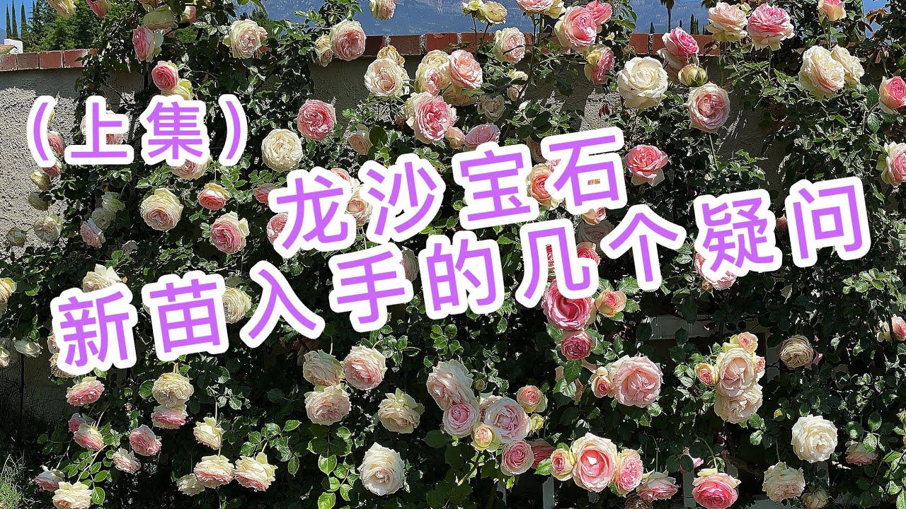 （园艺篇30）新手新入 龙沙宝石 的几点答疑解惑！