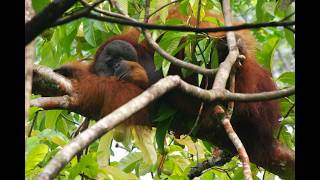 Spotting Orangutans in Gunung Leuser NP in Sumatra, Indonesia