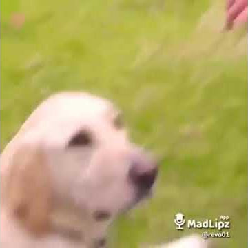 Video lucu kirik 😂😁