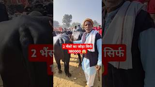 2 मुर्रा भैंसो का सिर्फ 180000 में #buffalo #murah #viral #shortvideo #jhoti
